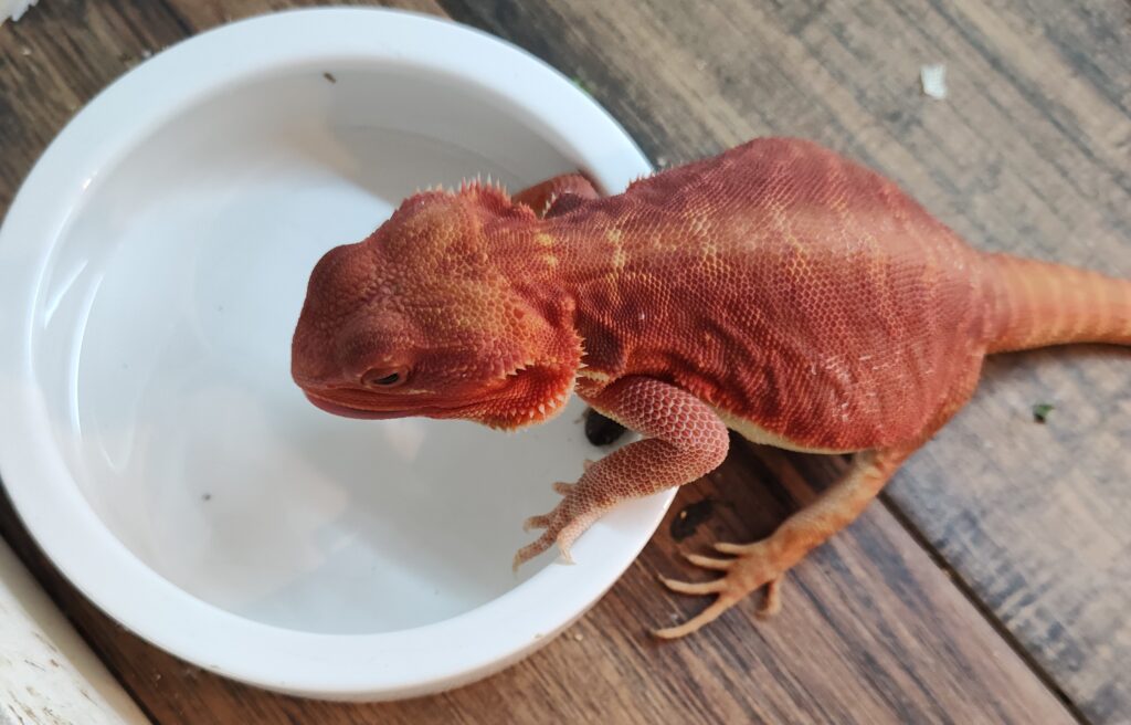 Click for Bearded Dragon Care Info